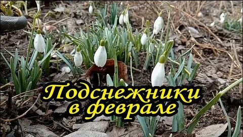 Весной поет жаворонок и подснежник пробуравливает землю