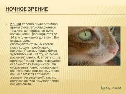 Зрение в ночное время
