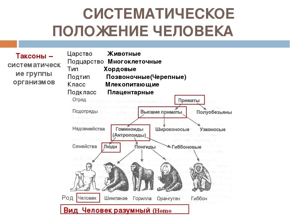 Типы животных в биологии 8 класс. Систематика человека. Систематическая классификация человека. Систематическое положение чел. Систематическое положение человека разумного.