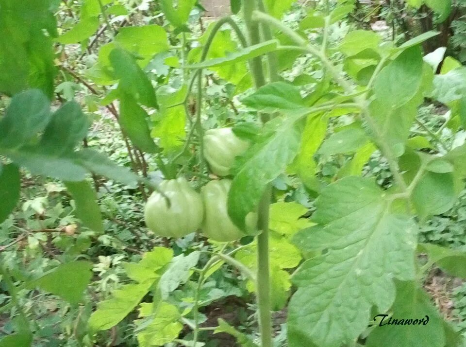 Томат фламинго. Томат помидор гавриш розовый инжир. Томат инжирный медовый. Томат инжир красный. Томат инжирный красный.