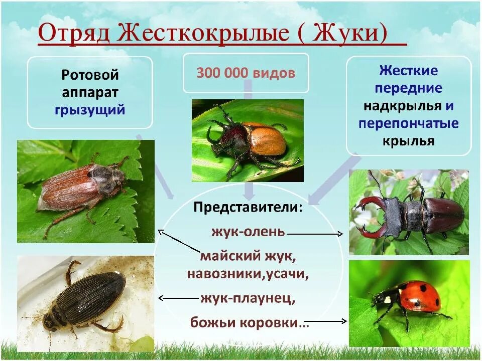 Виды насекомые список. Жесткокрылые жуки представители. Жесткокрылые жуки представители отряда. Жесткокрылые представители отряда таблица. Представители отряда Жуков жесткокрылых.