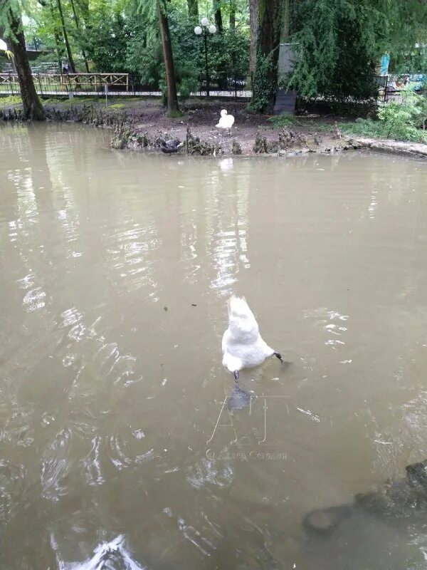 Центральный пляж сочи. Фото адлера сейчас. Пляжи адлера сейчас. Что сейчас в адлере происходит. Пляж крылья балтики в адлере.