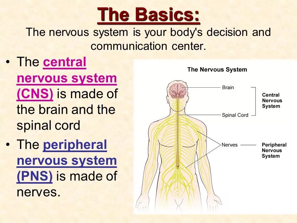 The system английский. Нервная система на английском языке. Системы человека на английском языке. Нервы на английском. Nervous System Anatomy.
