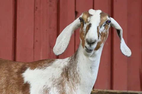 Real goat