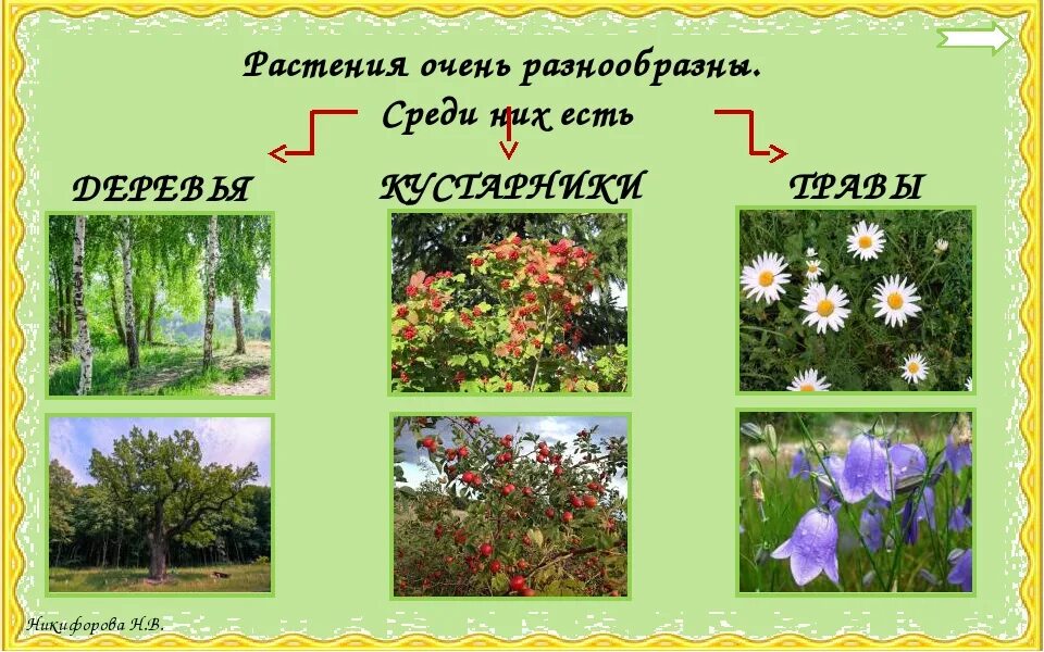 Какие бывают растения окружающий мир 2 класс. Деревья кустарники травы 2 класс окружающий мир. Растения очень разнообразны среди них есть деревья кустарники травы. Растения по окружающему миру 2 класс. Кустарники 2 класс окружающий мир.