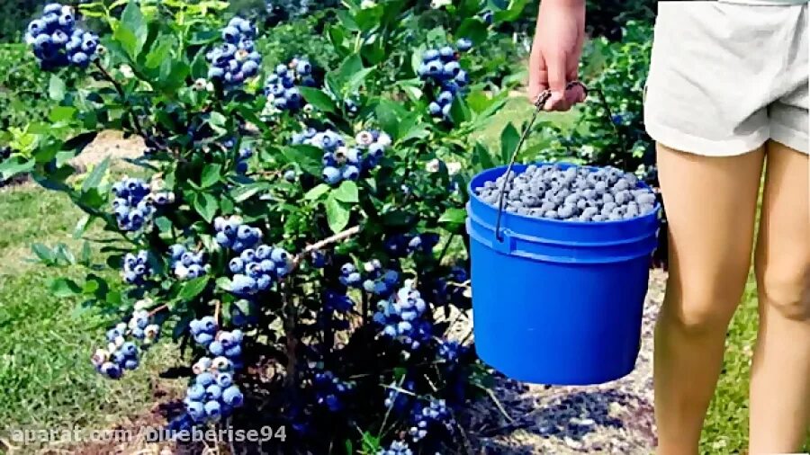 голубика кустовая садовая. схема посадки голубики садовой. голубика садовая посадка. голубика садовая посадка. грядка для голубики.