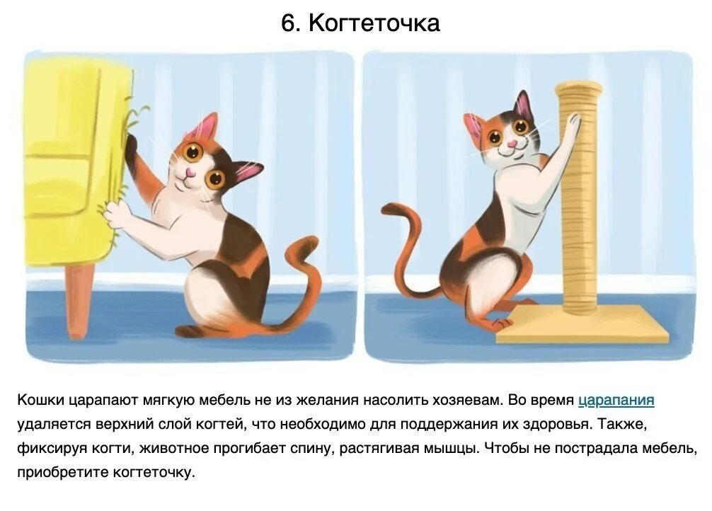 Как действовать кошку. Кот психология. Психология котов. Психология кошек интересные факты. Психика кота.