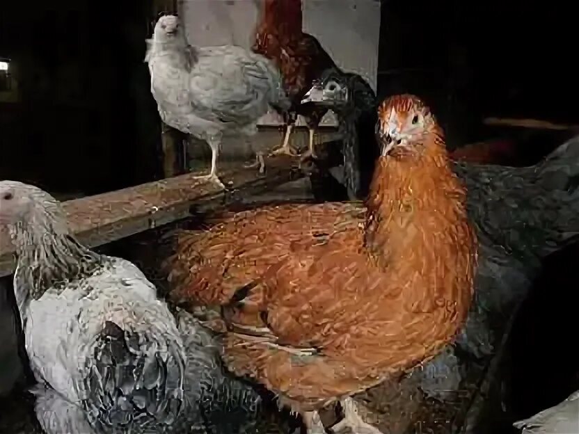 Куры доминант гс 459. Куры доминанты 459. Куры доминанты 459. Куры доминант gs459. Куры доминант гс 459.