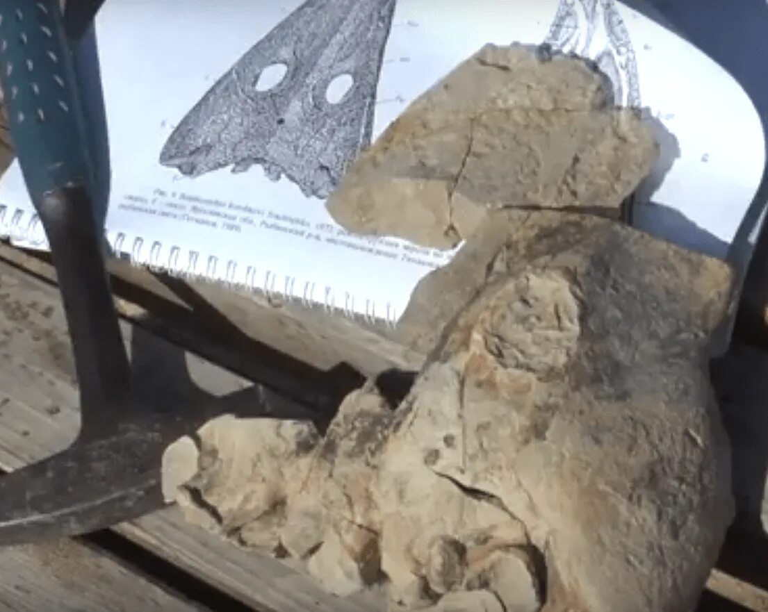 Доисторическая девушка замороженная 40 миллионов лет. Останки доисторических черепах. Доисторические находки в Тамбовской области. 40 Миллионов лет назад.