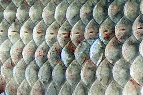 Чешуя щуки. Чешуя рыбы щуки. Чешуя рыбы. Сон чешуя от рыбы. Чешуя под микроскопом.