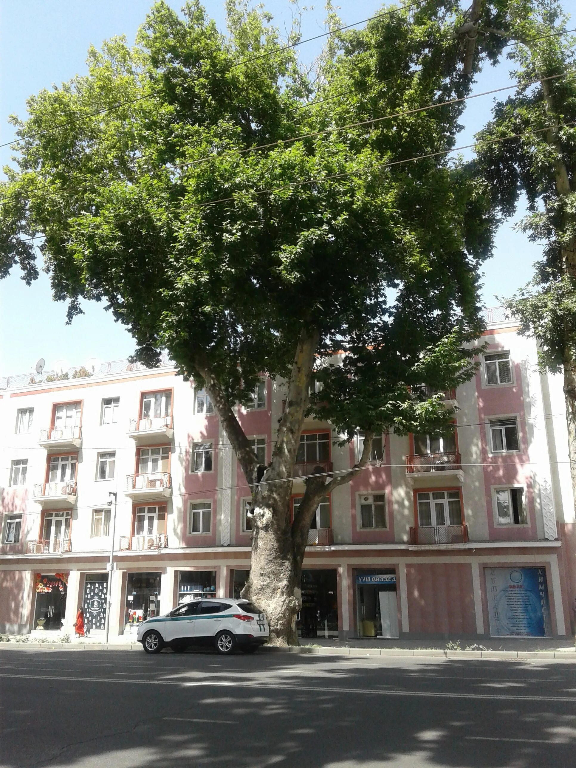 Чинара магазин. Chinar логотип. Деревья в ташкенте чинар. Чинара магазин. Chinar brand одежда.