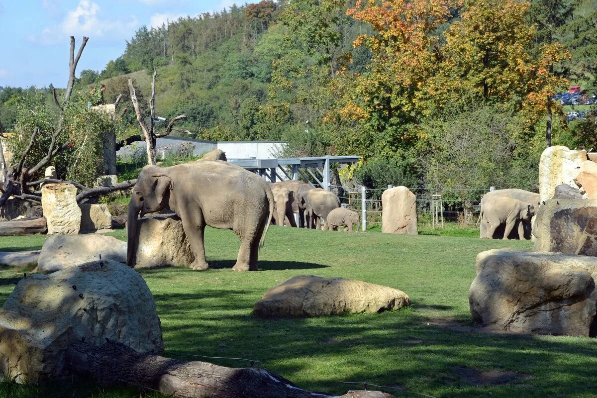 красивый фон зоопарк. московский государственный зоологический парк. московский зоопарк зоологический парк. честер зоопарк. зоопарк орана в новой зеландии.