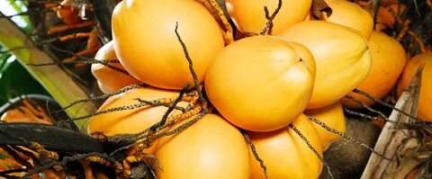 Cane fruit