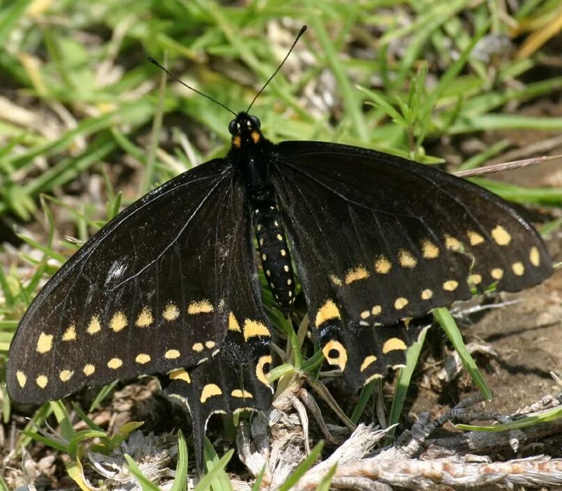 Появление темных бабочек в промышленных. Черный Махаон (Black Swallowtail) гусеница. Бабочка черная. Желто черная бабочка. Желтая бабочка с черными пятнышками.