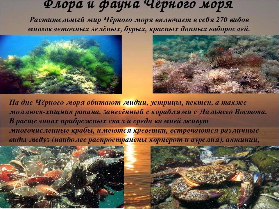 Определите представителей флоры и фауны не характерных