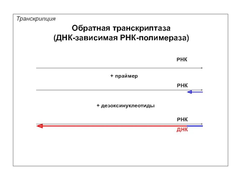 Ревертаза Обратная транскриптаза. Обратная транскриптаза вируса. Обратная транскрипция РНК. ДНК-зависимая РНК-полимераза транскриптаза. Обратная транскриптаза