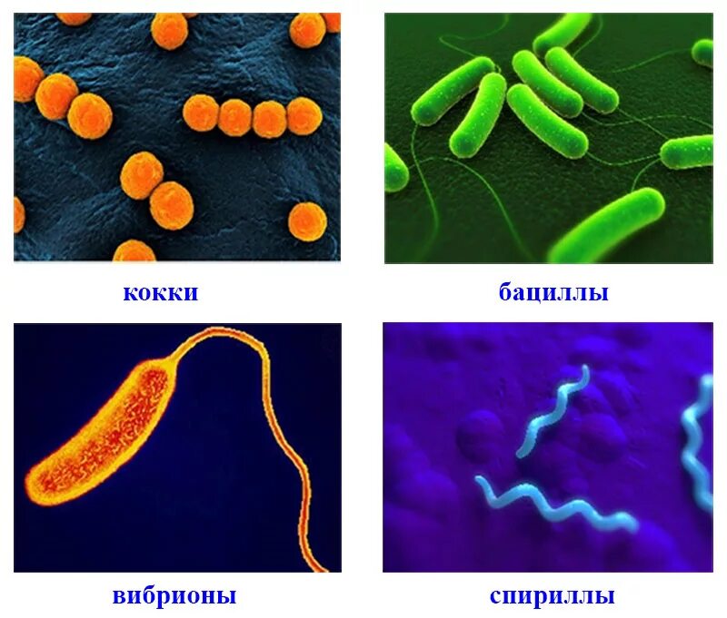Среда обитания бактерий паразитов. Вибрионы стафилококки бациллы спириллы. Кокки бациллы вибрионы спириллы. Кокки спириллы вибрионы палочки. Биология бациллы, спириллы, вибрион, кокки.