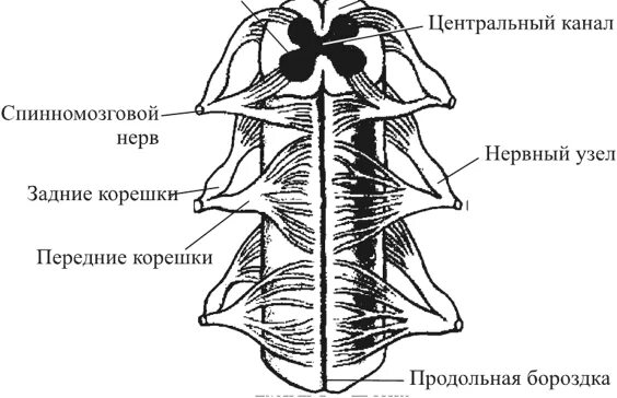 Метамерное строение спинного мозга. Метамер спинного мозга это. Центральный канал спинного мозга. Принцип метамерии спинного мозга.
