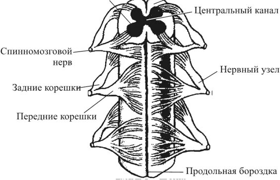 Лучшие центральные каналы. Метамерное строение спинного мозга. Метамер спинного мозга это. Центральный канал спинного мозга. Принцип метамерии спинного мозга.