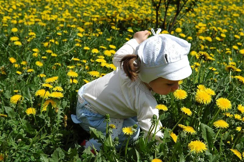 Какие одуванчики собирать. Фотосессия в одуванчиках. Поле одуванчиков. Одуванчик для детей. Прогулки в одуванчиковом поле.