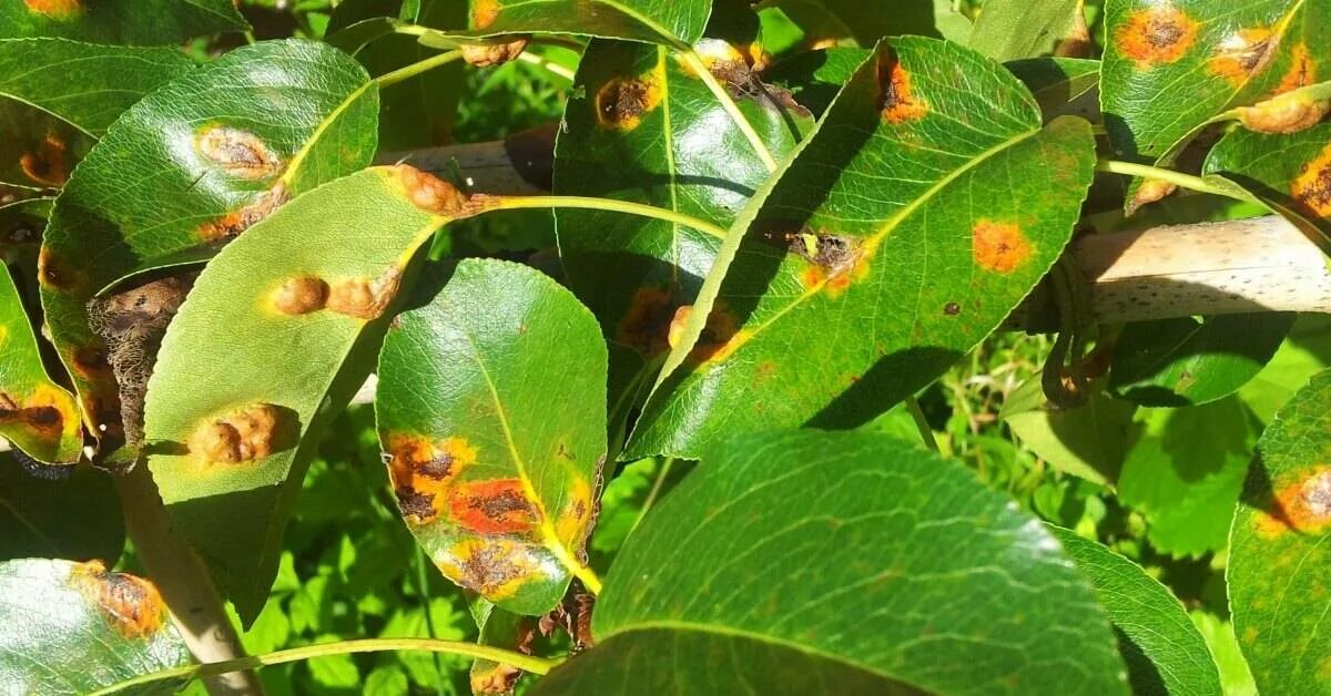 Дырчатая пятнистость клястероспориоз. Пятнистость липы церкоспороз. Филлостиктоз (бурая пятнистость). Калифорнийская ложнощитовка. Бурая пятнистость груши.