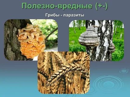 Паразитические грибы растений