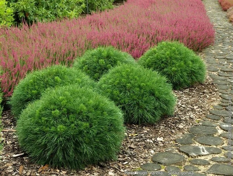 Сосна Горная Varella. Варелла Pinus mugo. Сосна Варелла взрослая. Низкорослые хвойники. Купить хвойные недорого