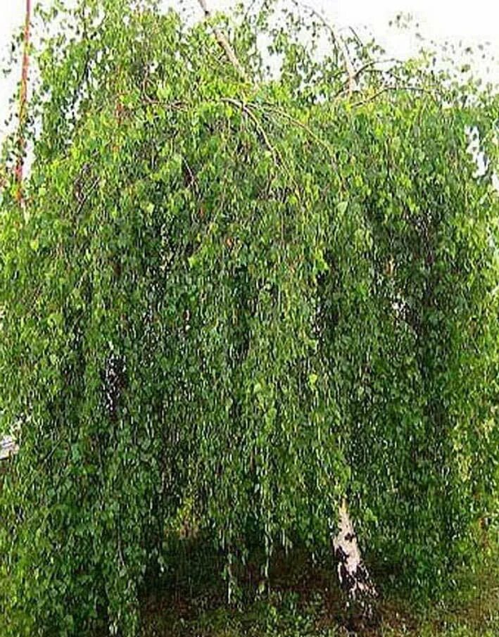 Береза повислая Юнги. Береза повислая Юнги Betula pendula Youngii. Береза повислая Лонг транк. Береза плакучая Юнги, Betula pendula 'Youngii'.