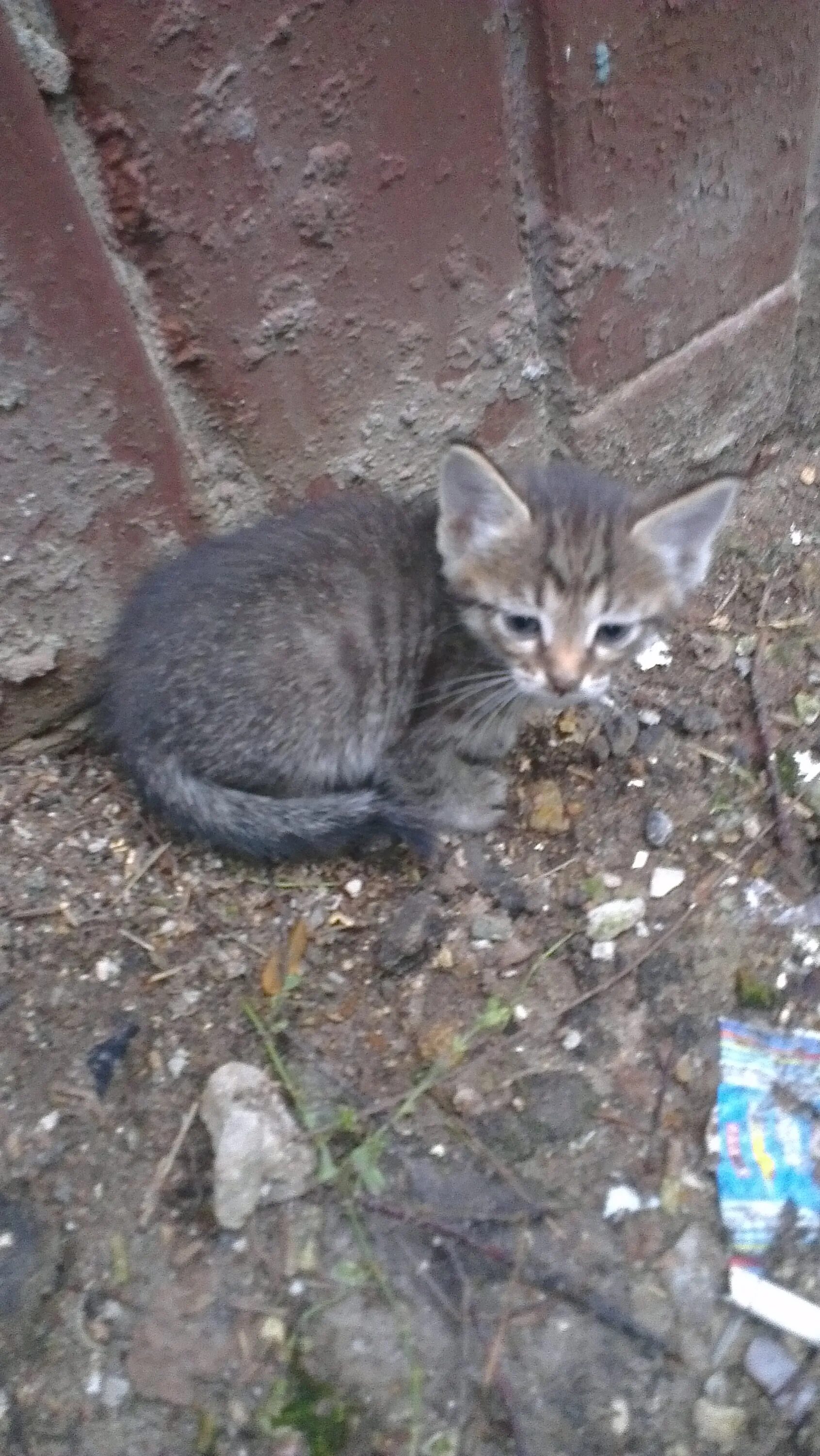 Котенок на улице. Котенок с улицы отзывы. В злотников котенок с улицы лизюкова. Трехцветный кот на улице. Котенок на улице.