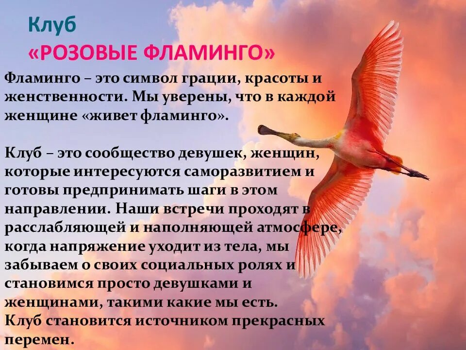 Фламинго информация. Краткая характеристика фламинго. стих про фламинго.