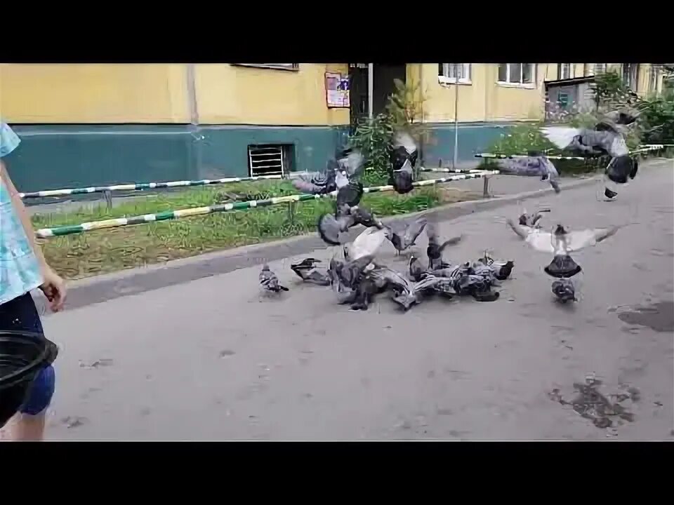 Можно ли давать голубям рис. Можно ли давать голубям рис