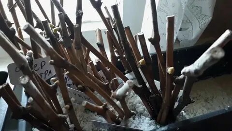 Видео черенки винограда