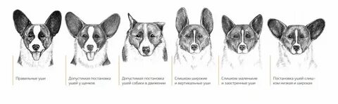 Почему у моей собаки такие большие уши