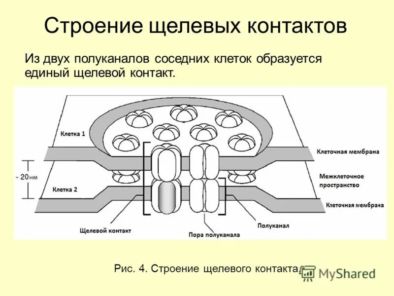 структурная организация колл центра. 4 структуры. классификация контактных методов контроля. типы межклеточных контактов гистология. межклеточные соединения интердигитации.