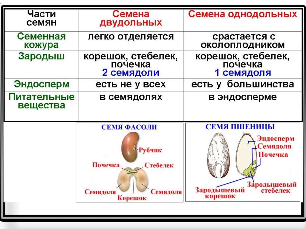 Почечка функции. Семя орган размножения растений. Орган полового размножения и расселения растений. Семя это орган размножения. Семя это орган размножения и семян.