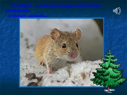 Ель мышь
