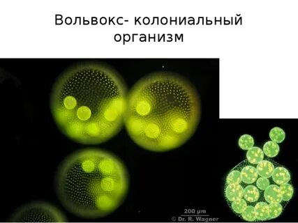 Жизнь колониальных организмов