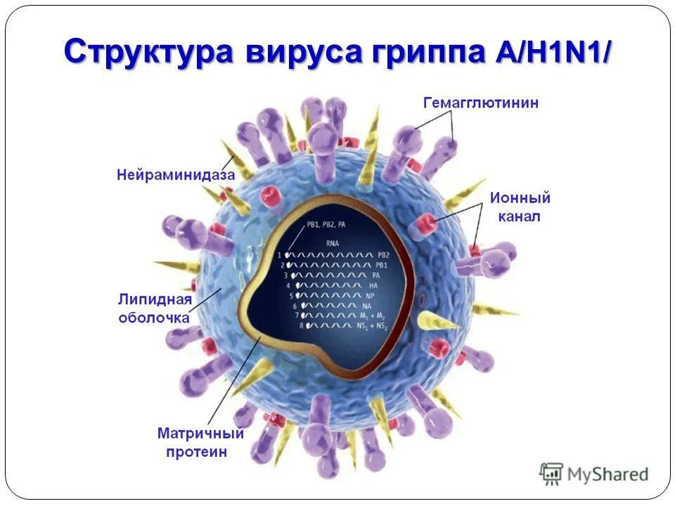 Вирус гриппа h1n1 строение. Структура вириона вируса гриппа. Структура вируса свиного гриппа. Вирус гриппа а h1n1/09. Грипп номер 1