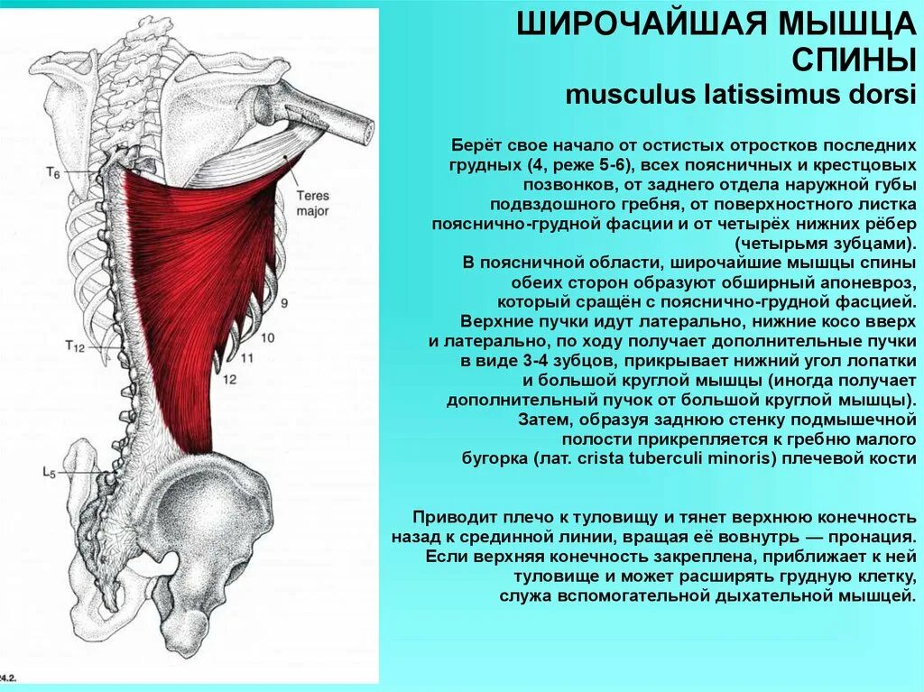 Приводящие латынь. Латиссимус Дорси мышца. Крепление широчайшей мышцы спины. Широчайшая мышца спины вид сбоку. Латеральный край широчайшей мышцы спины.