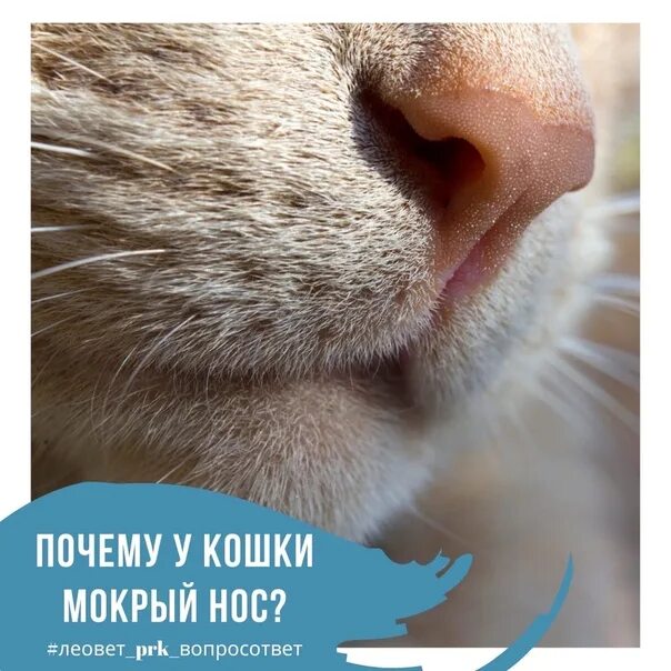 Мокрый нос у кота. Холодный мокрый нос у кошки.