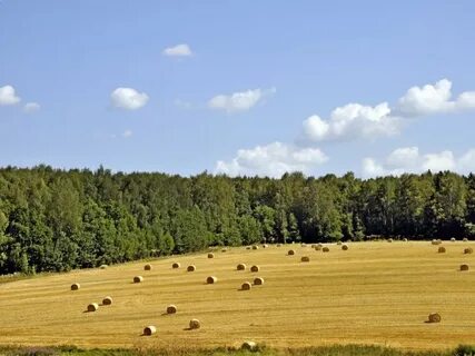 Ногинск поля