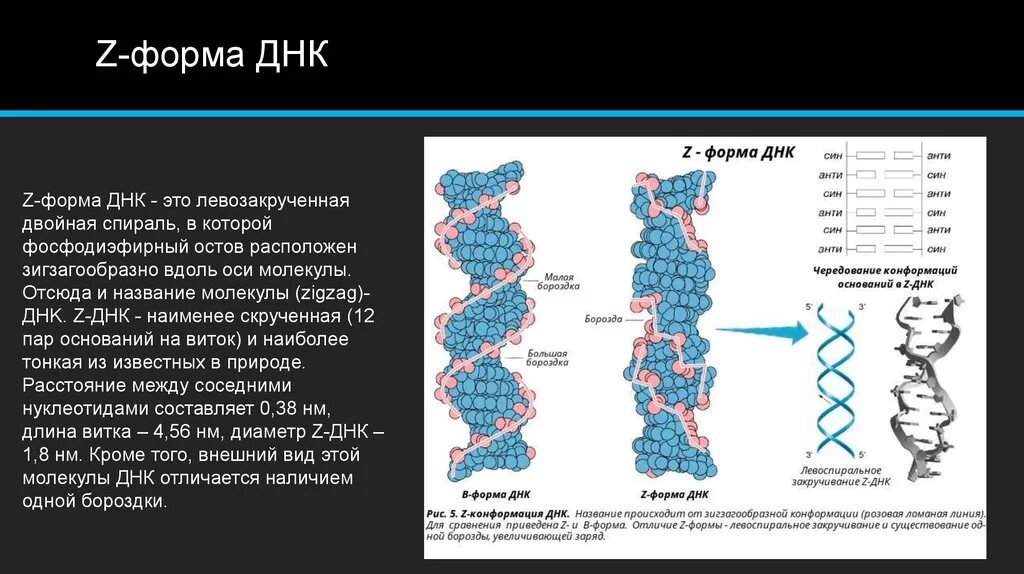 Днк это какие данные. Формы структуры ДНК. Левозакрученная z форма ДНК. Характеристики β-формы ДНК. Параметры в-, а- и z-форм ДНК..