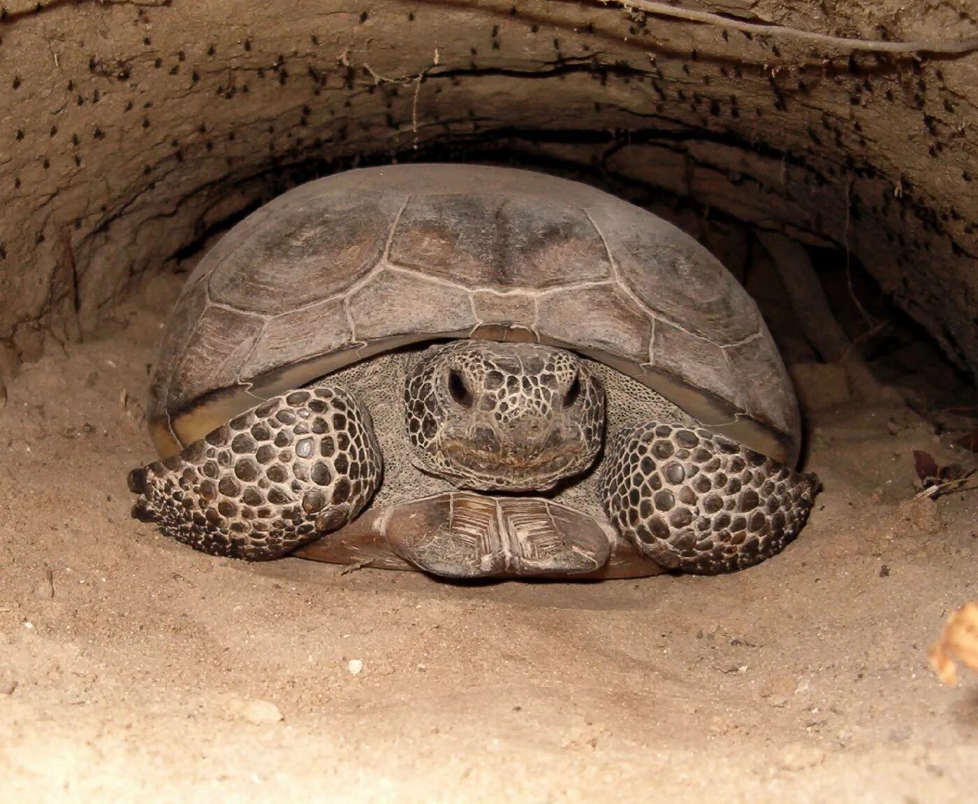 Как зимуют черепахи. Среднеазиатская черепаха. Среднеазиатская красноухая черепаха. Яйца среднеазиатской черепахи.