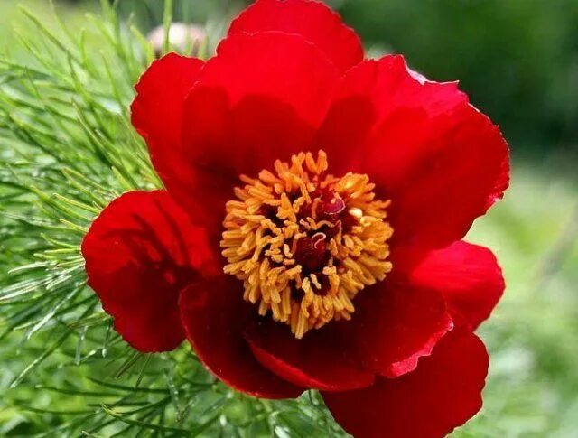 Paeonia tenuifolia Image of an specimen Plantarium