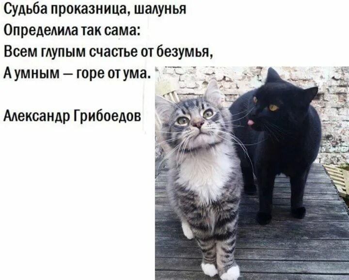 Всем умным счастье от безумия. Судьба проказница шалунья определила так сама всем глупым. всем глупым счастье от безумья всем умным горе от ума. грибоедов судьба проказница шалунья определила так сама. определила так сама всем.