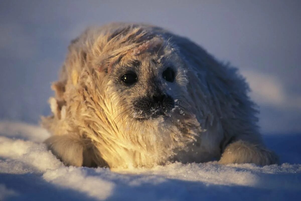 Обитатели полюсов. Пауль Никлен фотограф. Северный тюлень. Кольчатая Нерпа арктических пустынь. Тюлень Северный полюс.