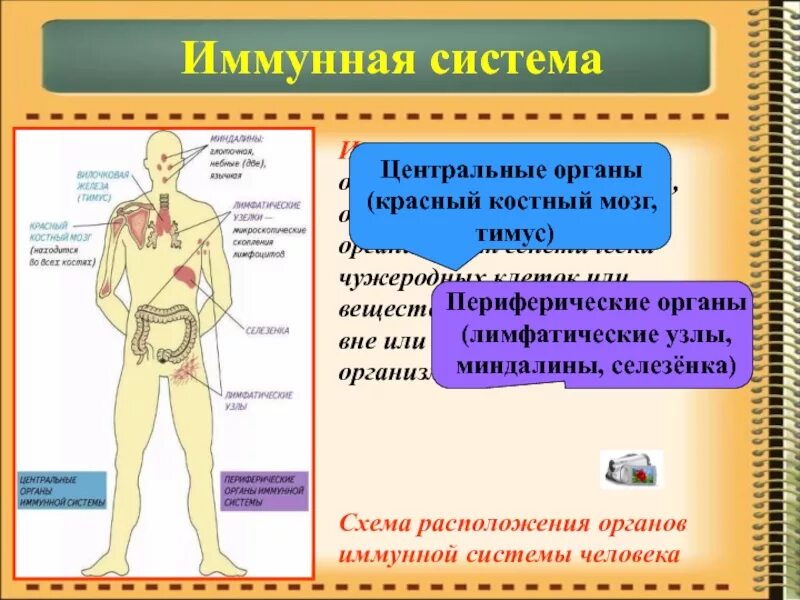 Иммунная система человека. Центральные органы иммунной системы. Органы иммунной системы красный костный мозг. Красный костный мозг иммунная система мозг. Тимус Центральный орган иммунной системы.