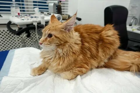Мейн кун кастрировать кота