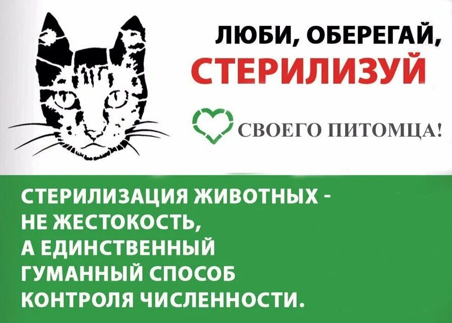 Родители отправили дочь на стерилизацию. Стерилизация животных. Брошюра по стерилизации животных. Стерилизуй кошку. Стерилизуй домашних животных.