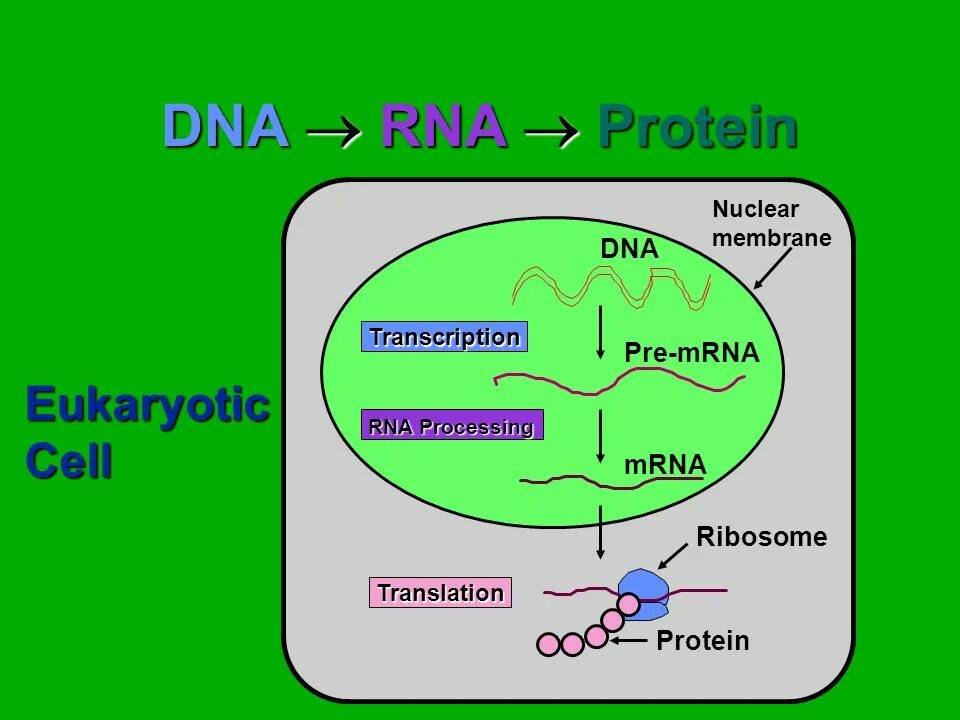 Нуклеарные процессы. Рибозимы РНК И процессинг. Processing of pre-MRNA.
